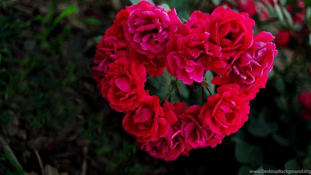 Download Free Red Rose Wallpapers