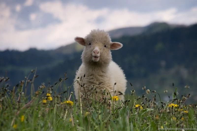 Sheep Wallpapers