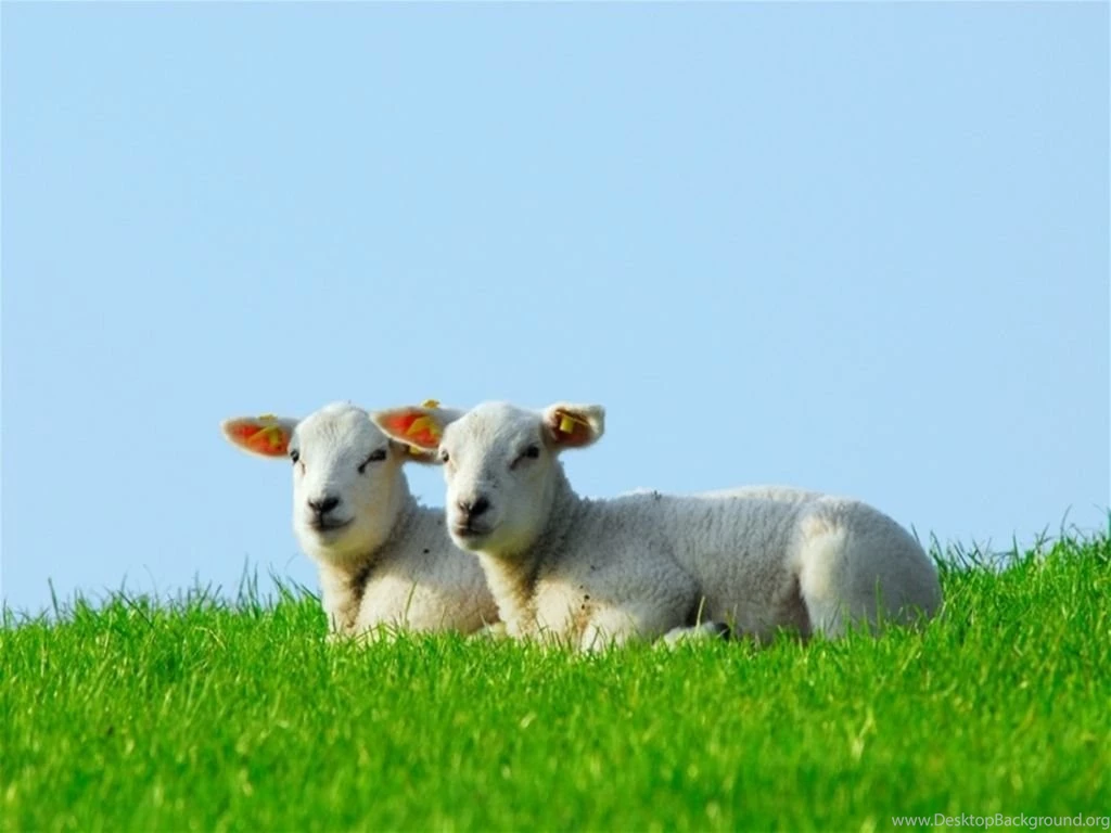 Sheep HD Wallpapers2.jpg
