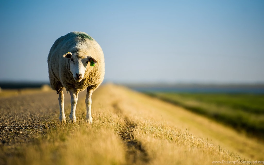 Sheep HD Wallpapers