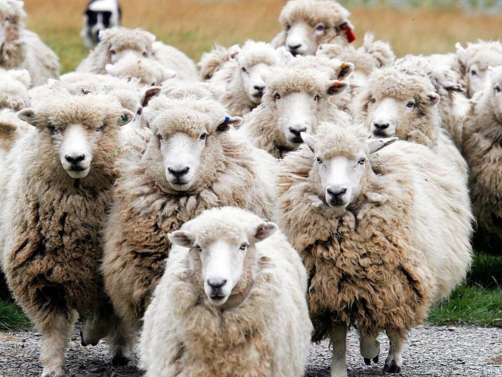 Sheep Wallpapers Animals Town