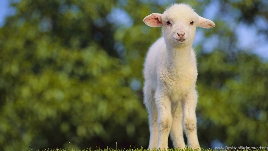 Sheep Wallpapers HD.jpg