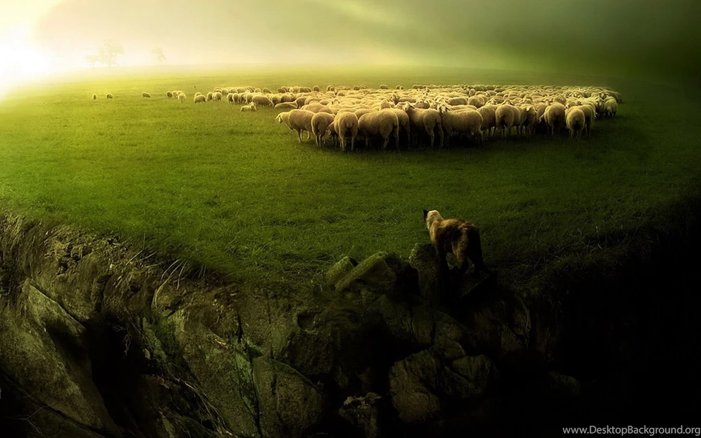 Sheep Desktop Wallpapers , New Wallpapers, New Wallpapers