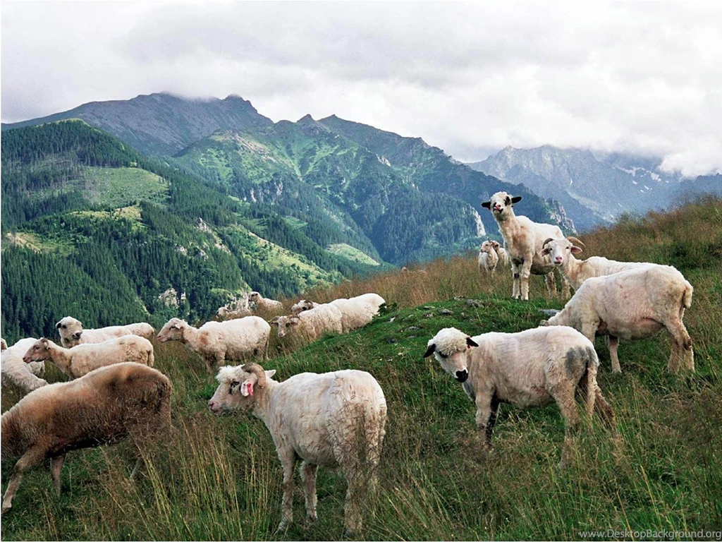 Sheep Wallpapers Animals Town