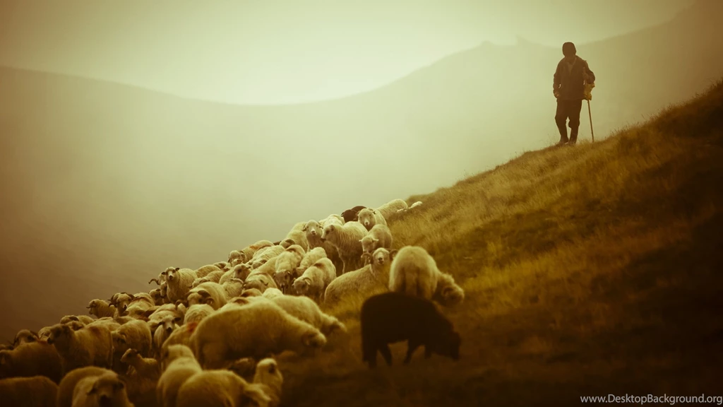 Sheep Wallpapers 1 HD Wallpaper Backgrounds