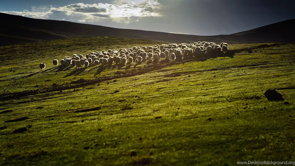 Sheep Computer Wallpapers, Desktop Backgrounds