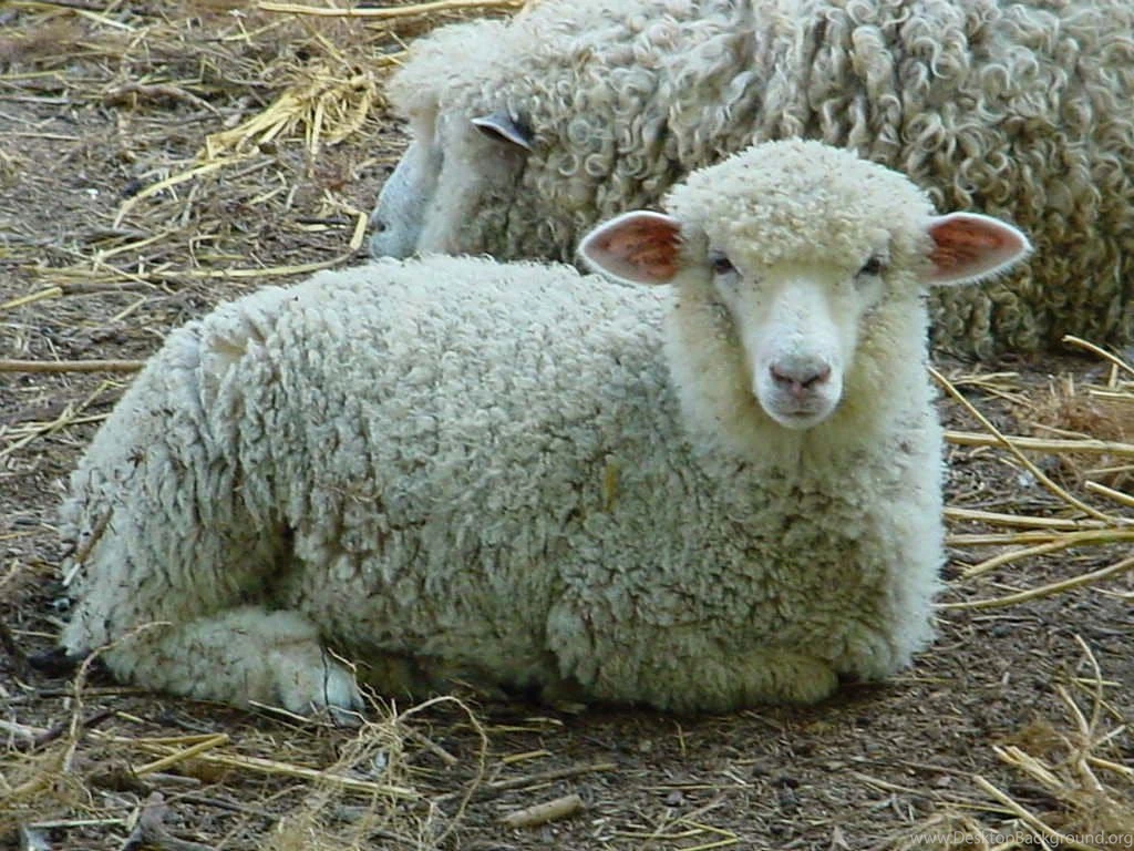 Free Sheep Wallpapers Animals Town