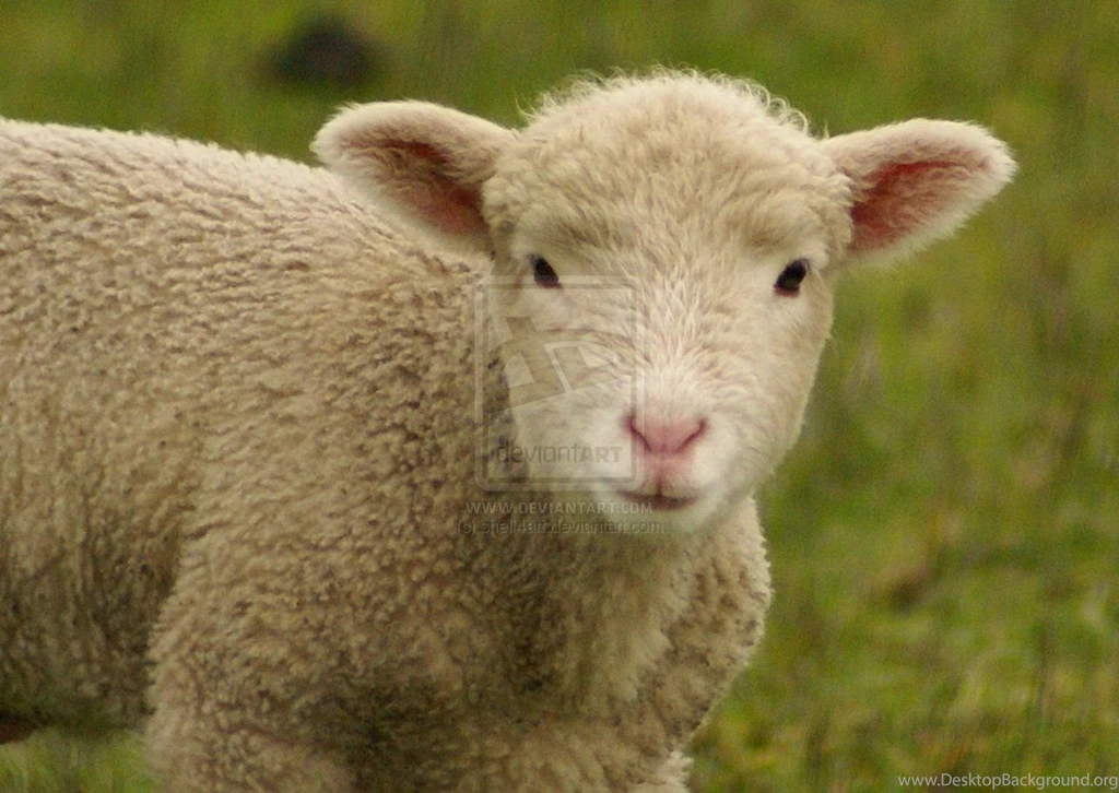 Sheep Wallpaper.