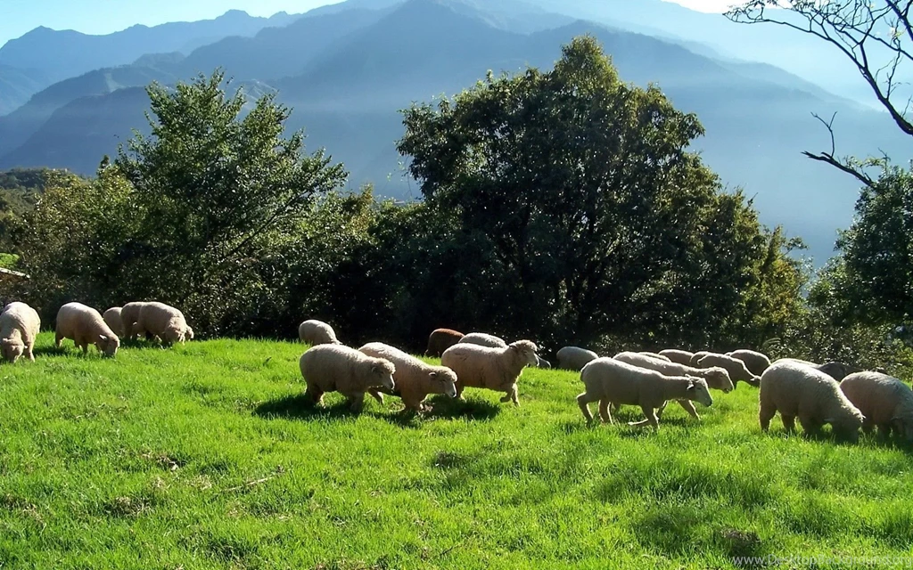 Sheep Computer Wallpapers, Desktop Backgrounds
