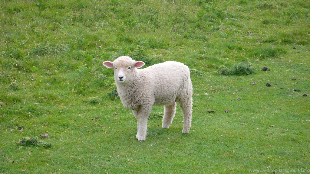 SHEEP Wallpapers