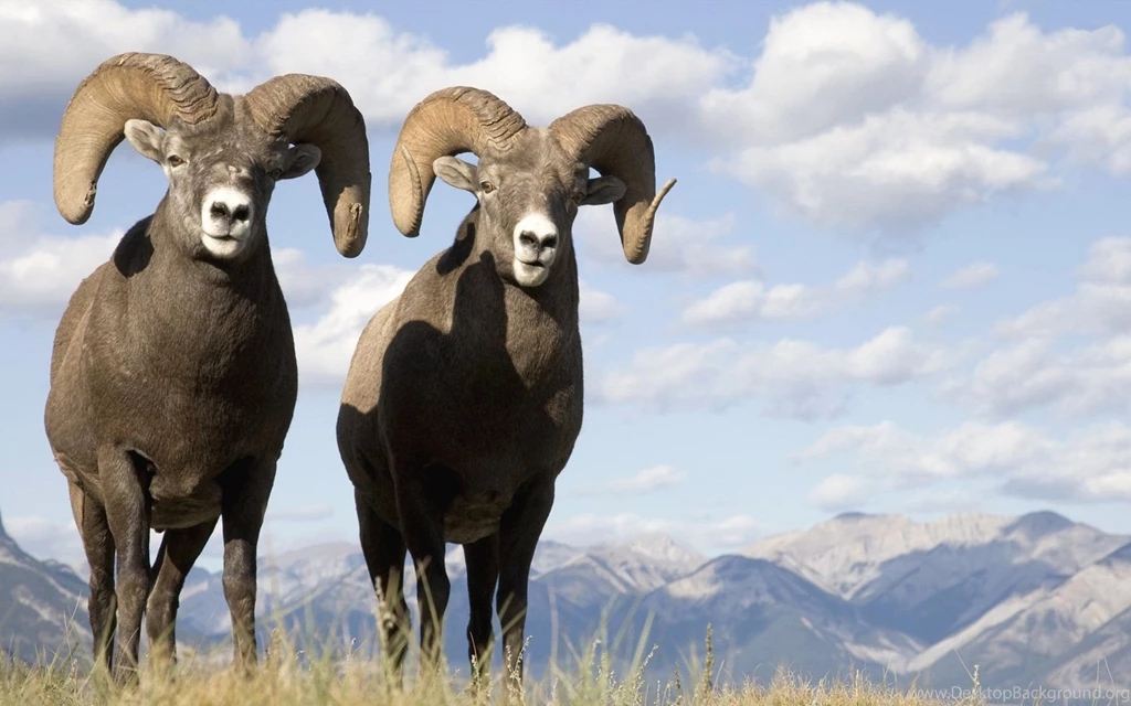 Bighorn Sheep Desktop Wallpapers , New Wallpapers, New Wallpapers