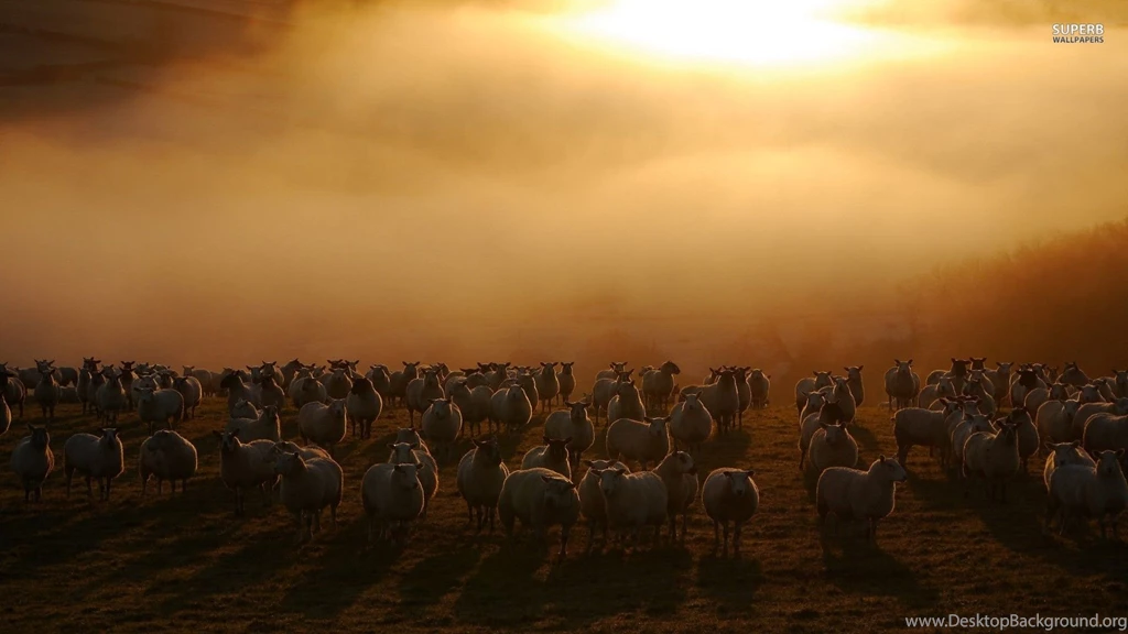 Sheep Flock Wallpapers Animal Wallpapers