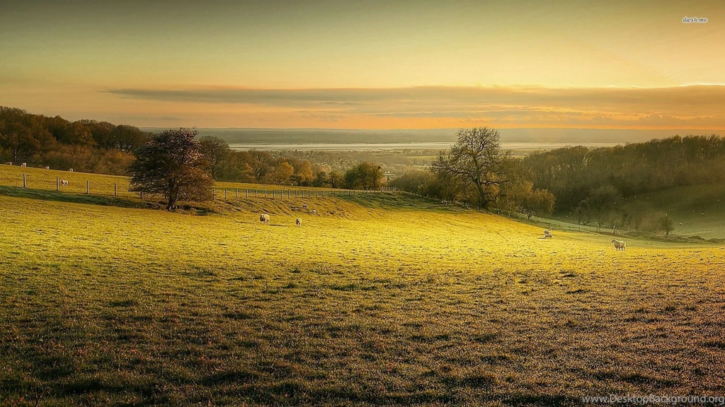 Grazing Sheep Wallpapers Animal Wallpapers