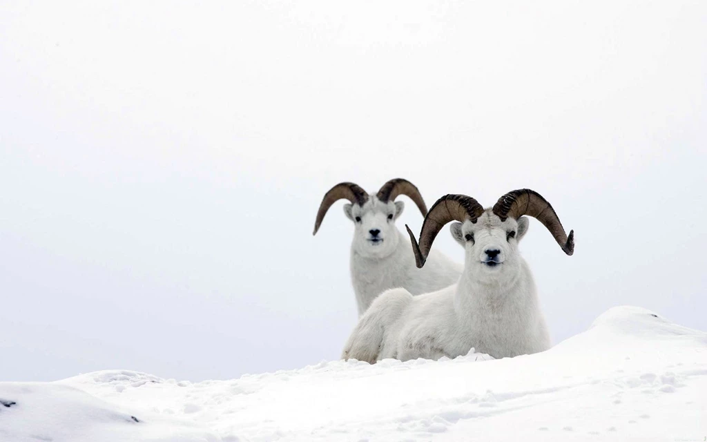 1 Dall Sheep HD Wallpapers