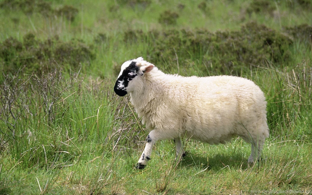Sheep Computer Wallpapers, Desktop Backgrounds