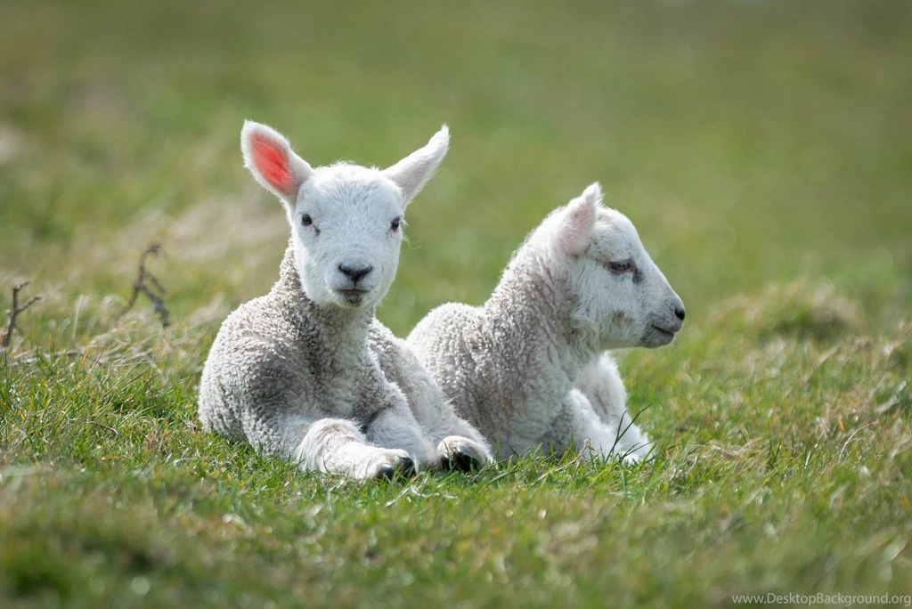 Cute Sheep Wallpaper.