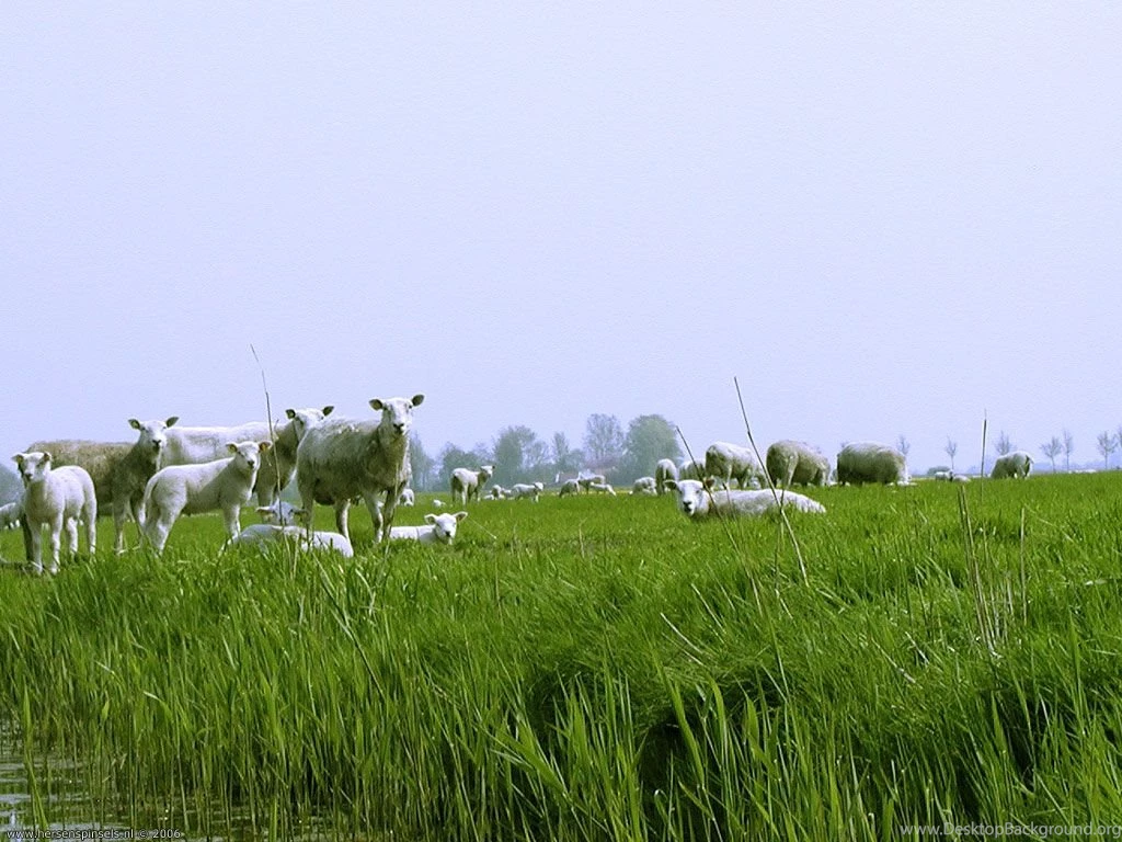 Wallpaper: 'Sheep And Lambs' Spring Scene In May. Sheep And ...