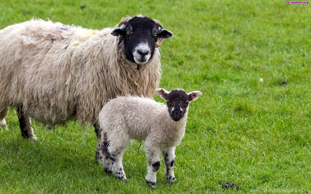 Cute Sheep Wallpapers 31901