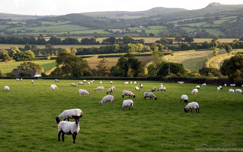 Sheep Wallpapers 1920x1200 Wallpapers Download 10wallpaper.com