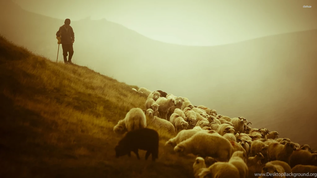 Shepherd And The Sheep Wallpapers Photography Wallpapers