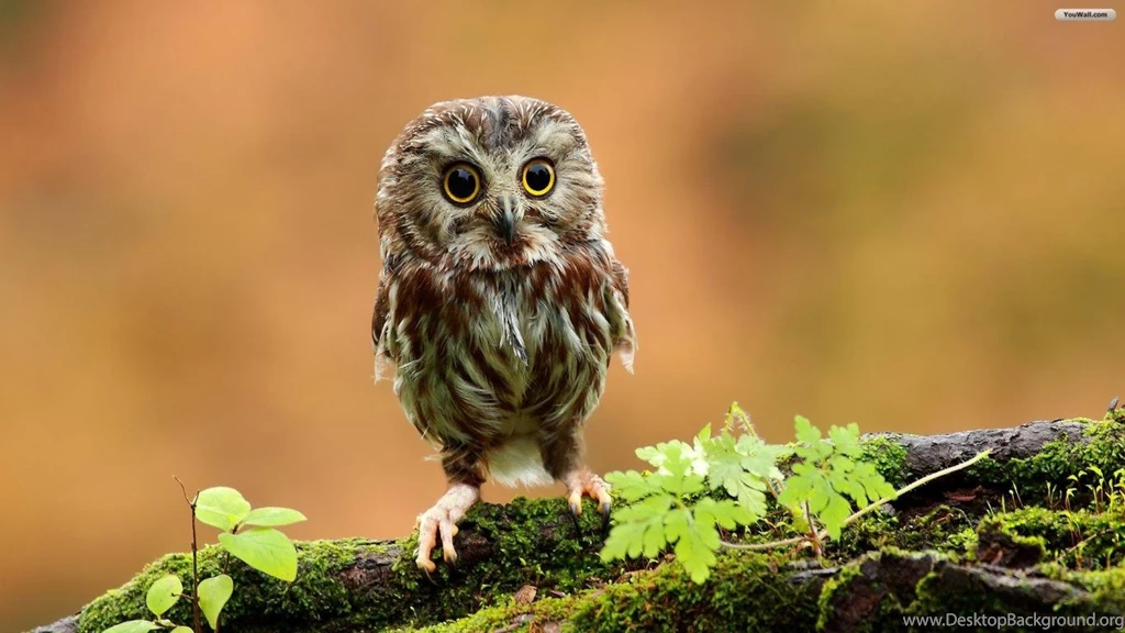 Top Baby Owl Wallpapers Pictures Images For Pinterest