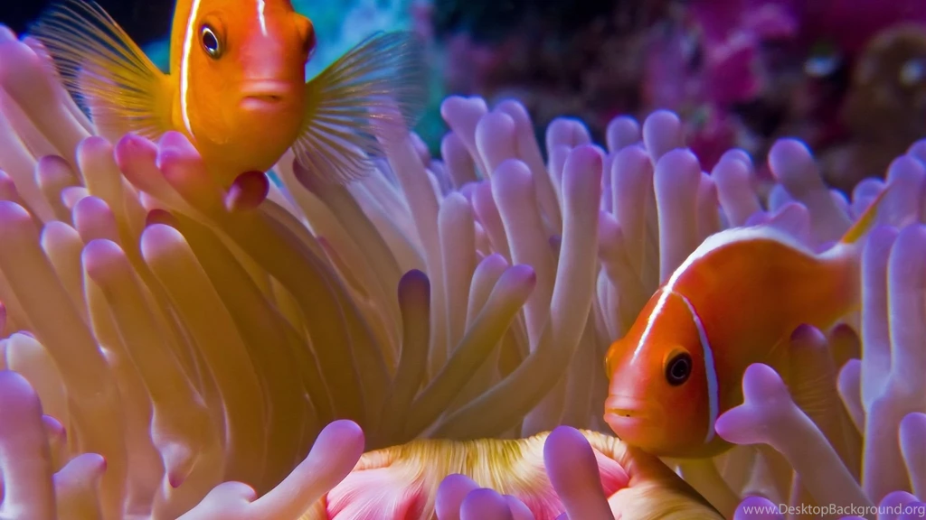 Top Fish Background Images For Pinterest
