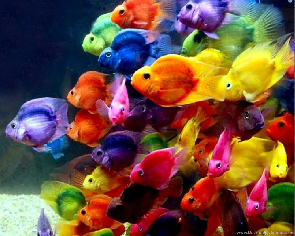 Fish Wallpapers 3580 Cool Backgrounds Wallnos.com