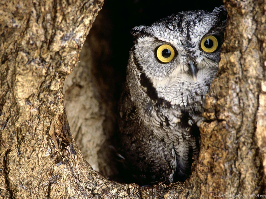 Owl In The Desert Wallpapers