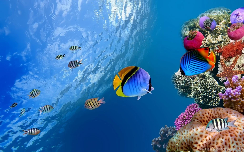 Fish Hd Wallpapers Page 0