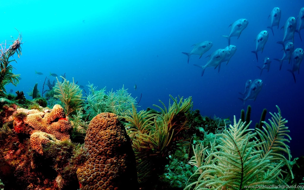 Fish Computer Wallpapers, Desktop Backgrounds