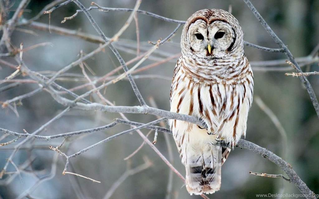White Owl Wallpapers
