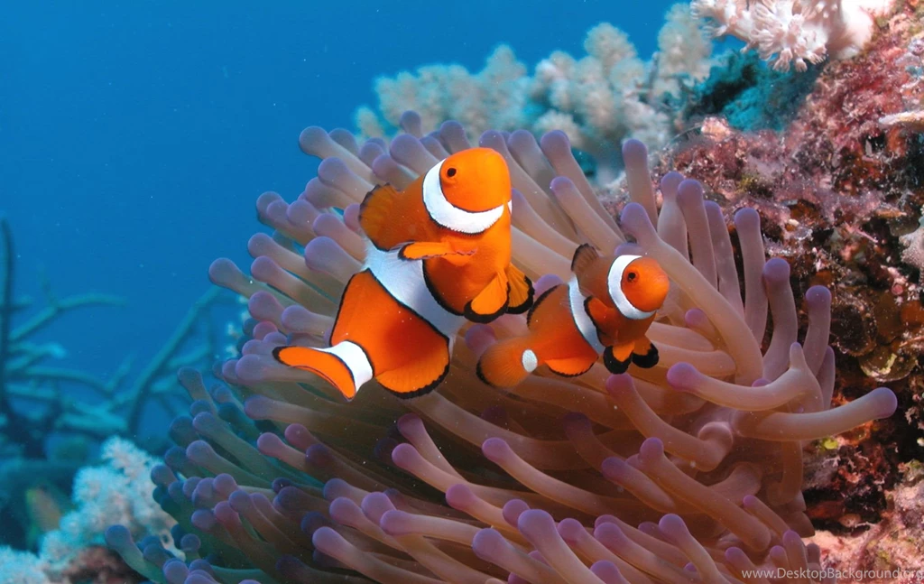 Ocean Life HD Images Fish Wallpapers For Facebook ...