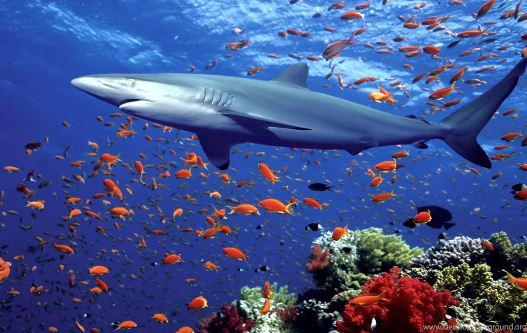 Ocean Life HD Images High Quality Fish Wallpapers For Desktop ...