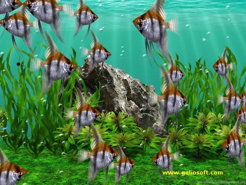 Moving Angelfish Screensaver And Free Wallpapers