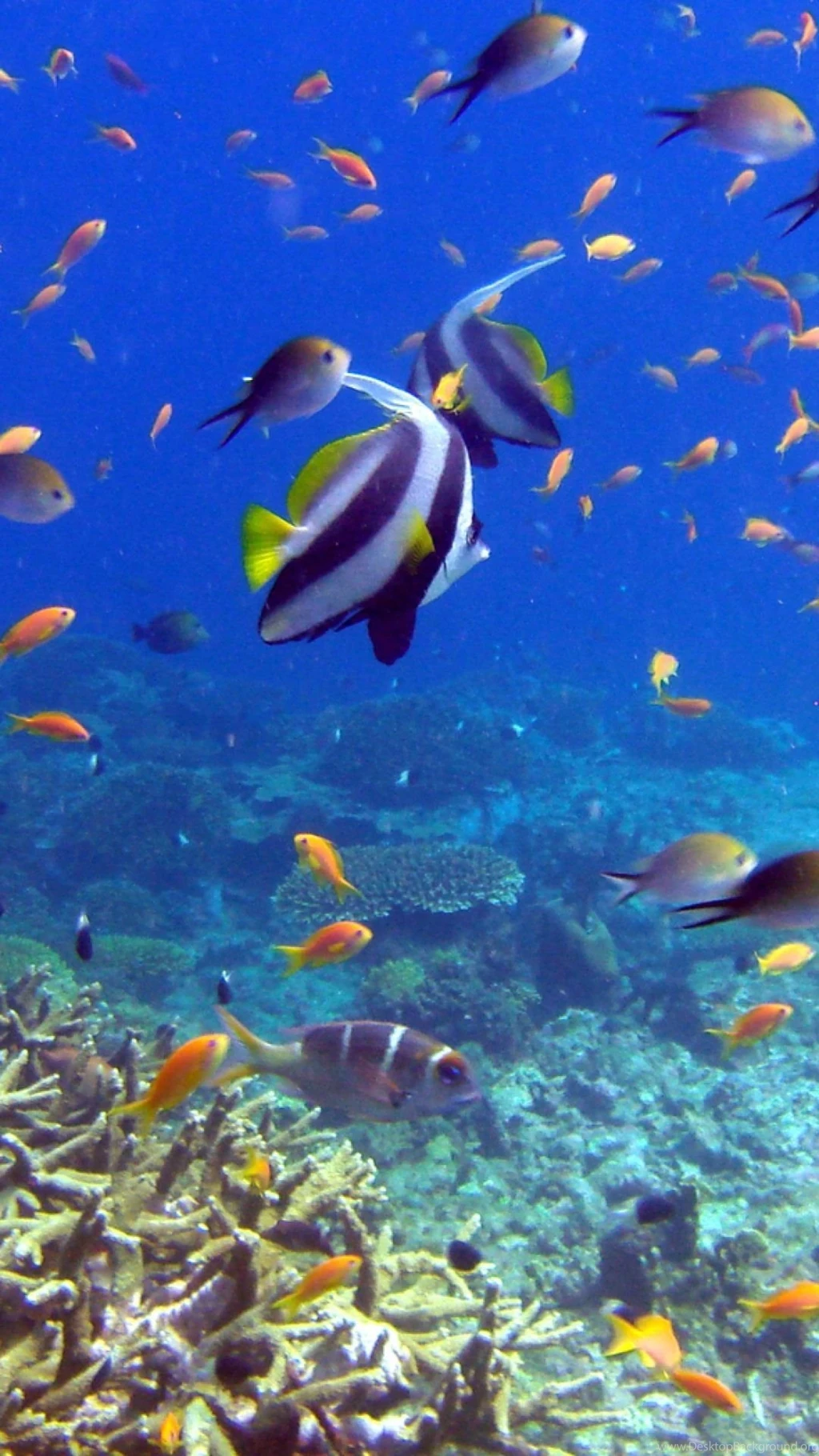 Fish Wallpapers 3590 HD Desktop   Wallnos.com