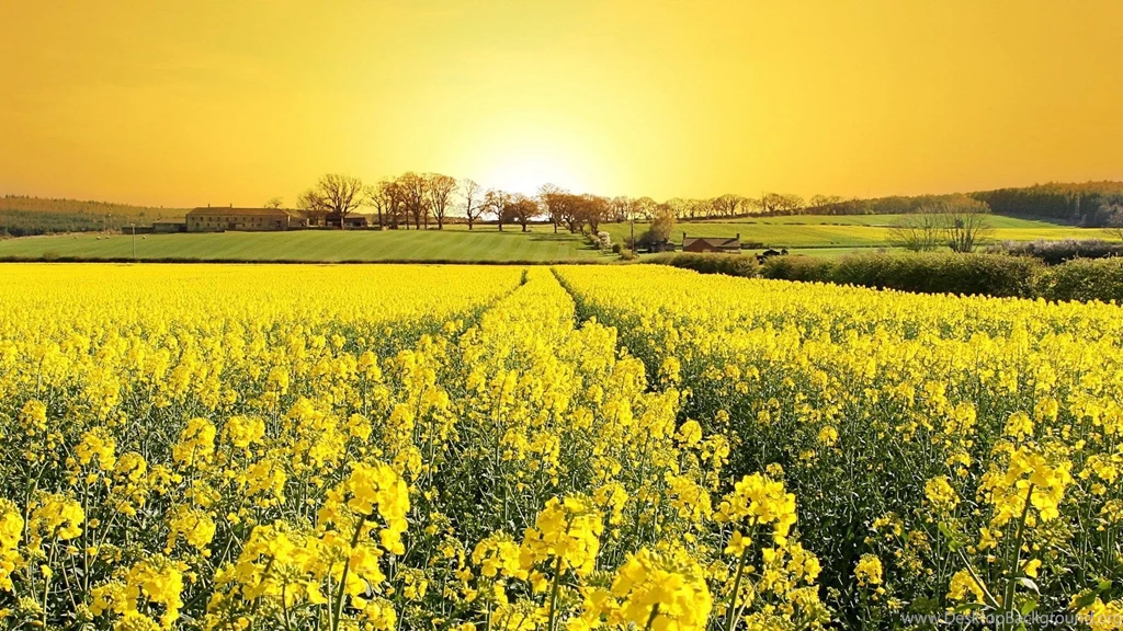 Full HD 1080p Grass Wallpapers HD, Desktop Backgrounds 1920x1080
