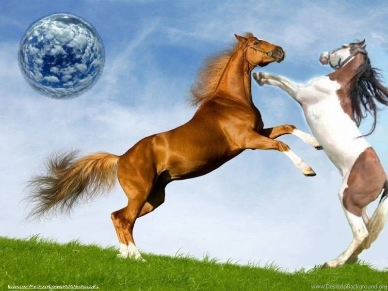 Horsefight1 Horses Wallpapers (1497442) Fanpop