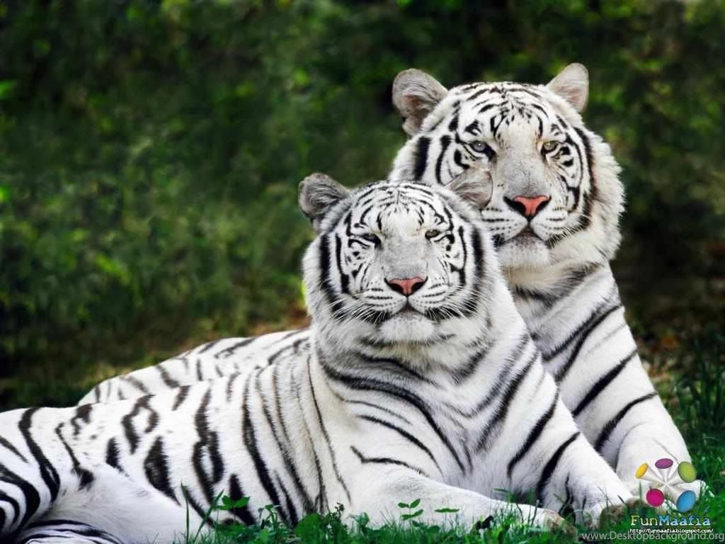 Animal Wallpapers