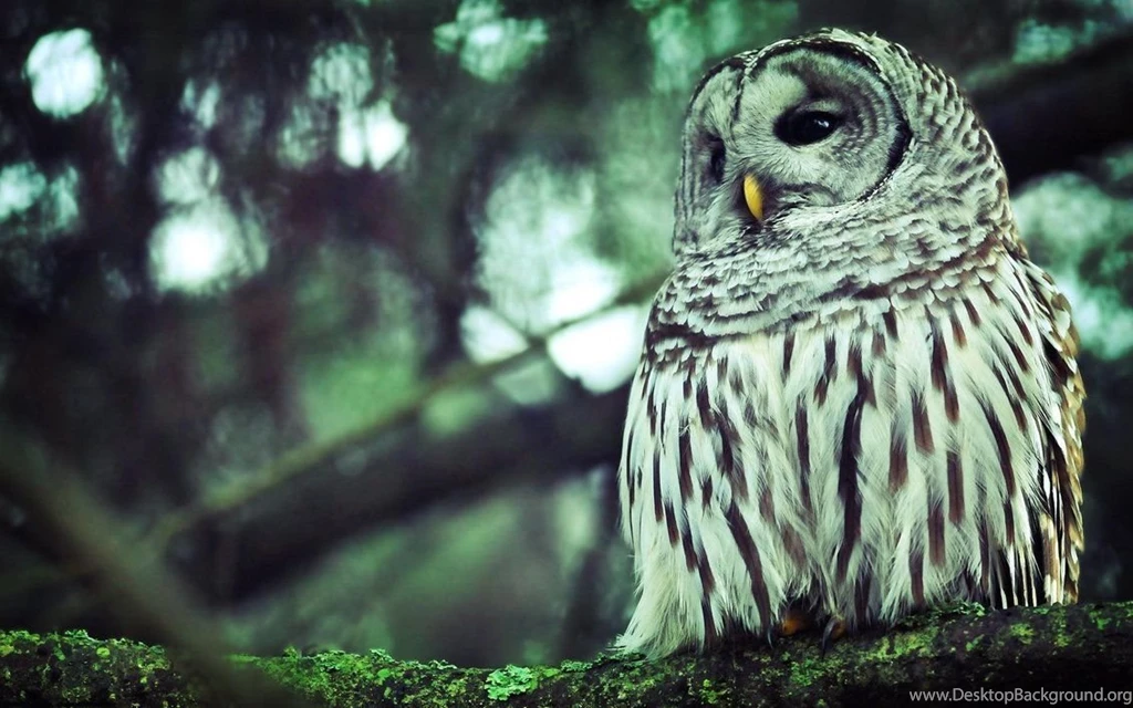 Animal Wallpapers By SylvesterST On DeviantArt