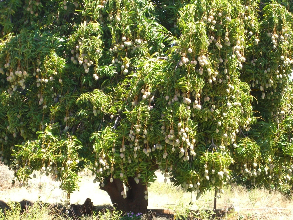 Mango Tree HD Wallpapers Mango Tree Images, New Wallpapers