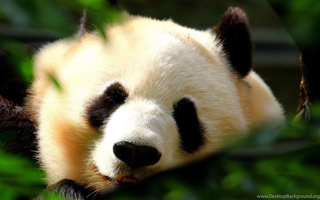 Animal wallpapers 10091 10593 hd wallpapers HD Wallpapers