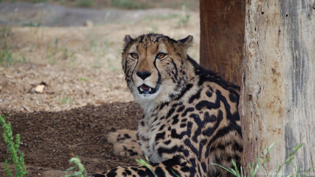Download Wallpapers 3840x2160 King Cheetah, Predator, Teeth, Lying ...