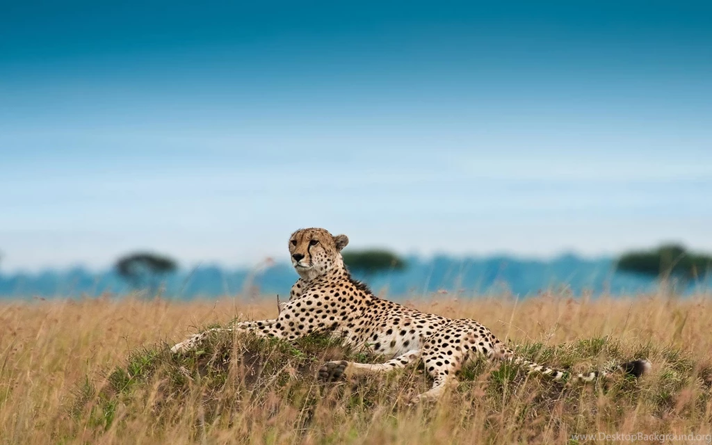 Desktop Wallpapers · Gallery · Animals · King Cheetah