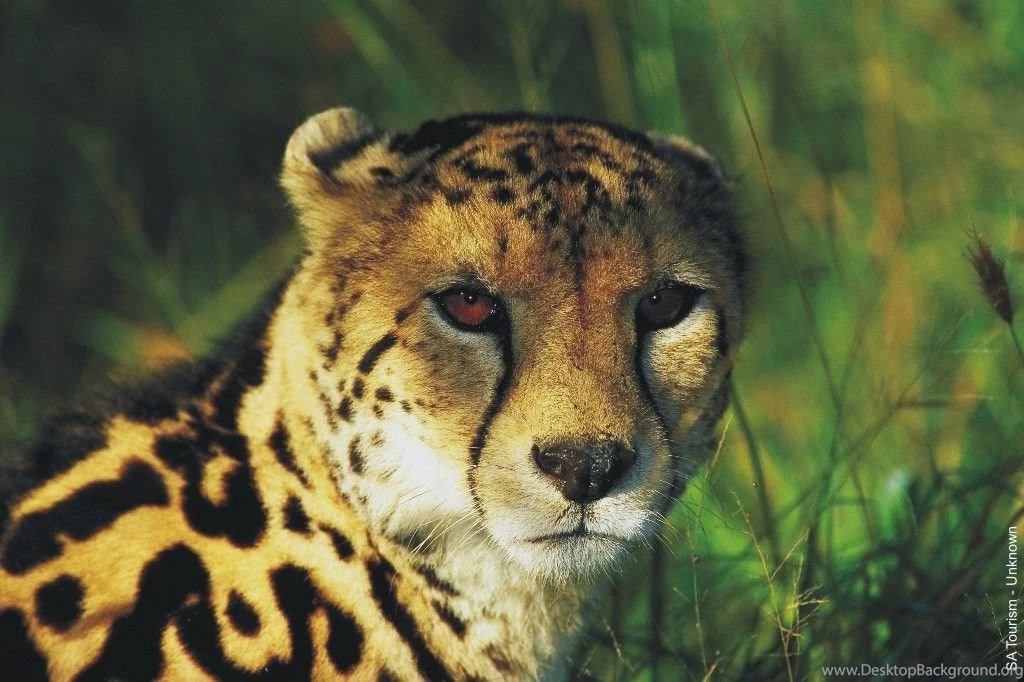 King Cheetahs On Pinterest