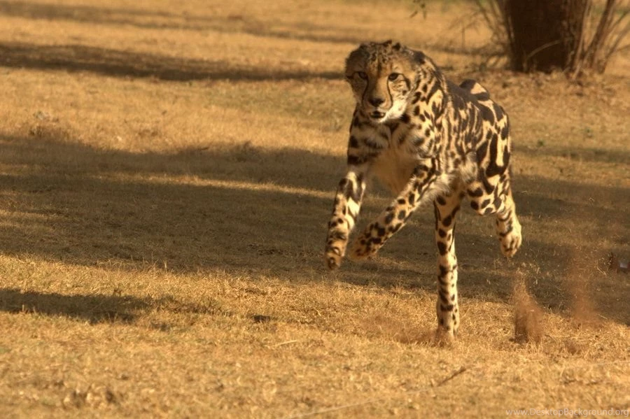 DeviantArt: More Like King Cheetah On The Run By Cathy001