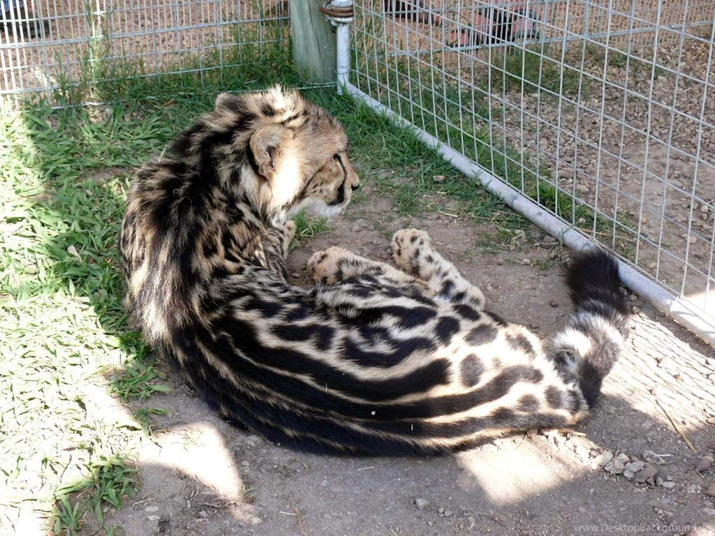THE MPISIMBI – AN UNDISCOVERED BUT NOW EXTINCT KING CHEETAH STRAIN ...