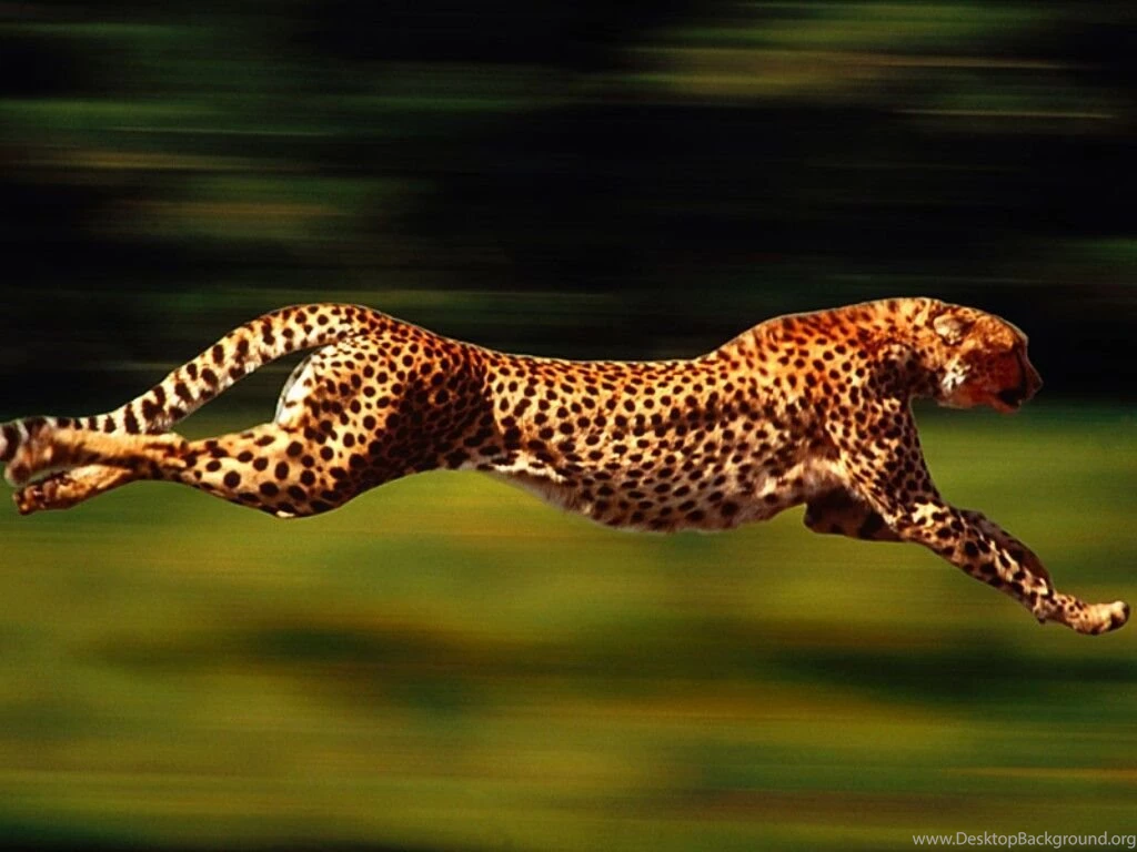 Animal Zoo Life: Cheetah,cheetahs,king Cheetah,cheetah Facts,baby ...