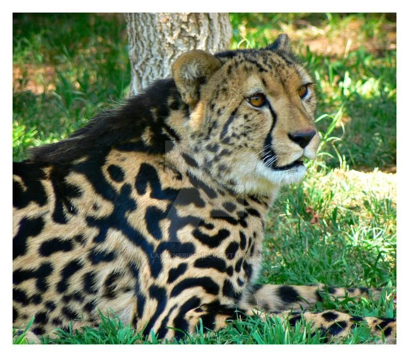 DeviantArt: More Like King Cheetah By NickAA