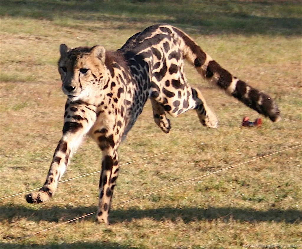 King Cheetahs Wallpaper Images