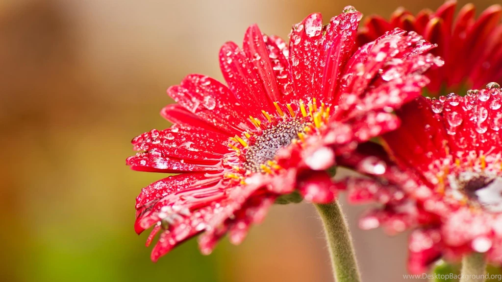 Flower red 1920x1080.jpg